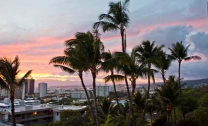 honolulu palm trees