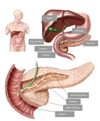 Relação anatômica entre vesícula biliar, via biliar e pâncreas