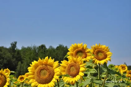 Ste-Christine, tournesols. champs