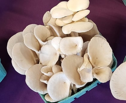 Purchase Kansas City Mushroom Company's fresh mushrooms at the farmers market.