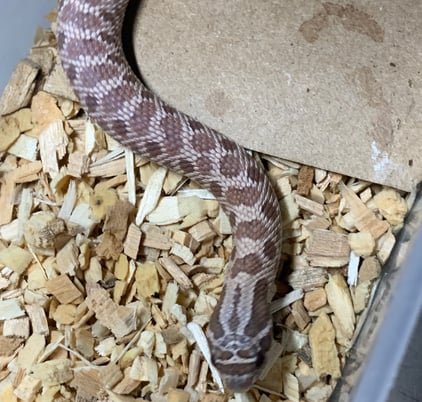 Lovely Lavender male hognose