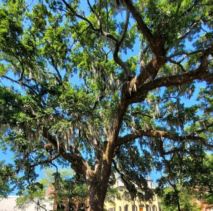 Live Oak tree with Spanish Moss against a blue sky.
