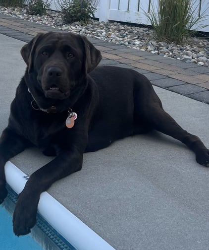 English Labrador sitting next to pool