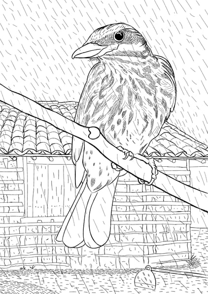 Bem-te-vi-rajado e a casa de pau-a-pique. Ilustração: Aves Daqui Paraty V.1 - livro de colorir.