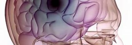 brain