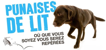 Illustration d'un chien détecteur suivant une punaise de lit, symbole du service de détection PK-9