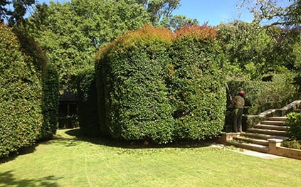 hedge trimming services