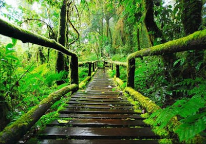 Doi Inthanon National Park trek path