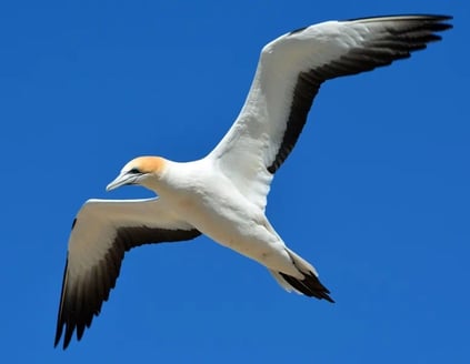 Oiseau de mer (sorte de mouette) en vol ailes déployées symbolisant la liberté