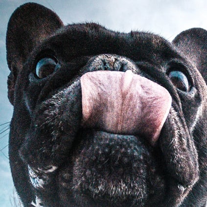 smiling man with glasses and black baseball cap and black french bulldog dog licking it's muzzle