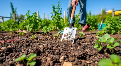 Garden scene showcasing a rich, dark soil bed being prepared for potato planting,.