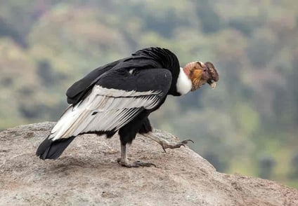 El cóndor de los Andes está clasificado como especie en peligro de extinción.