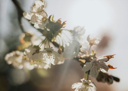 a close up of a tree branch with white flowers