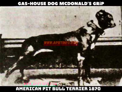 THE gas house dog mcdonalds grip pIT bull dog 1870