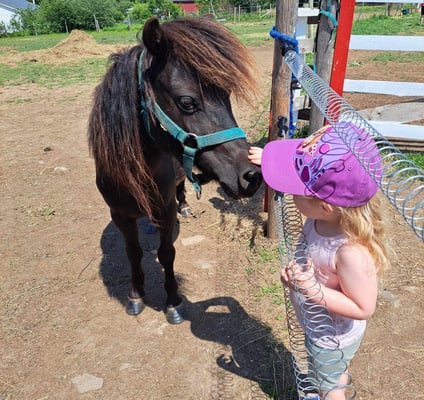 a little girl reaching through a fence to pet a dark brown horse