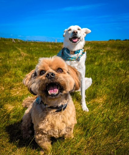 Freddie and Skye enjoying a sunny group dog walk in Edinburgh