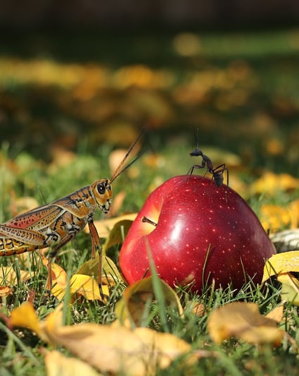 Grasshopper apple and ant