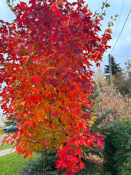 Inferno Sugar Maple in fall color