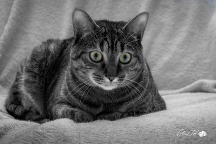 photo photographe 66 perpignan