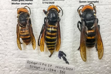Asian hornet image