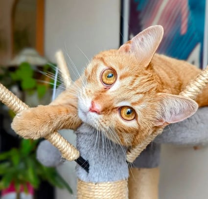 Piiraka relaxing on a cat tree during a home pet sitting visit in Edinburgh.