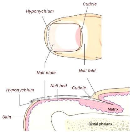 Nail Anatomy