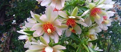 Flores da planta ora-pro-nóbis