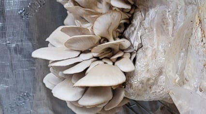 Kansas City Mushroom Company cultivates mushrooms in clean climated-controlled tents.