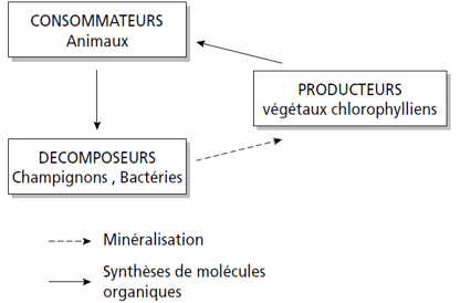 Chaîne trophique dans un écosystème