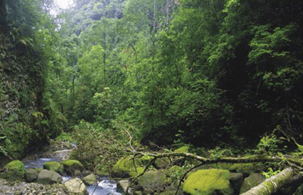 Forêt tropicale