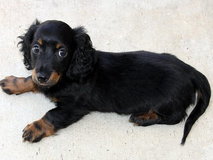 Dachshund