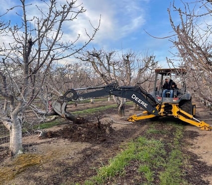 Excavating cherry trees to estimate total biomass and nutrient content.