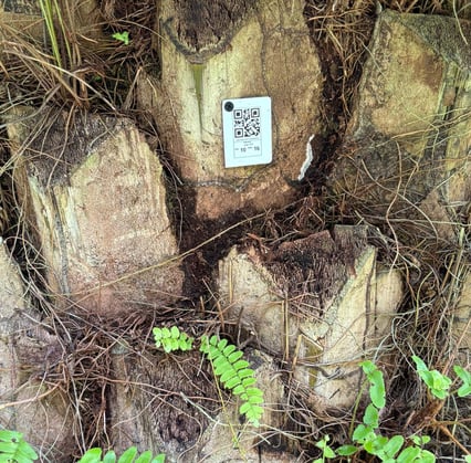 a tree stump stump with a qr sign on it to identify the palms inside the cultivations