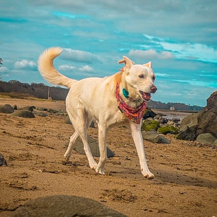 My dog, Skye, enjoying a beach walk in Edinburgh
