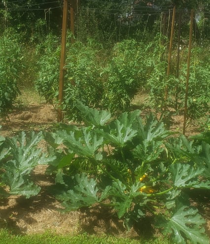 légumes paillage