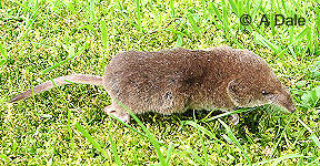 Common shrew