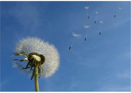dandelion seeds blowing off in the wind, symbol of letting go