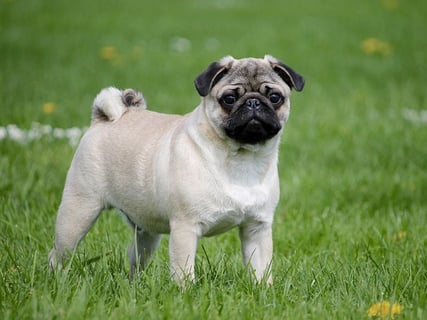 pug