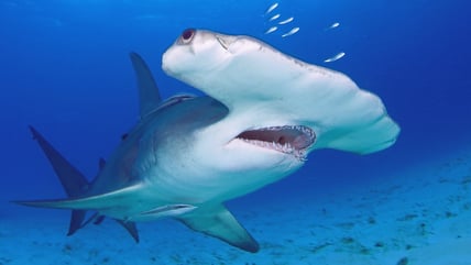 Grand Requin Marteau Halicorne