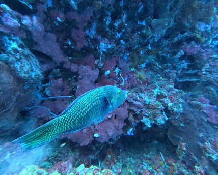 Scuba diver swimming beside the Liberty Wreck in Tulamben during Sunrise Dive Safari, North Bali