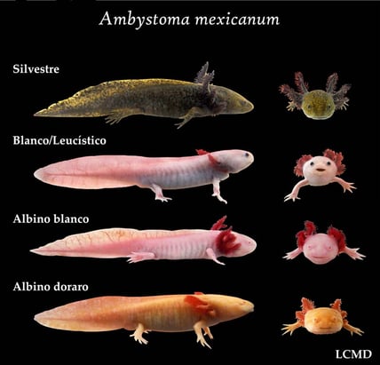 axalotes de diversas cores: preta, branca, rosa e laranja