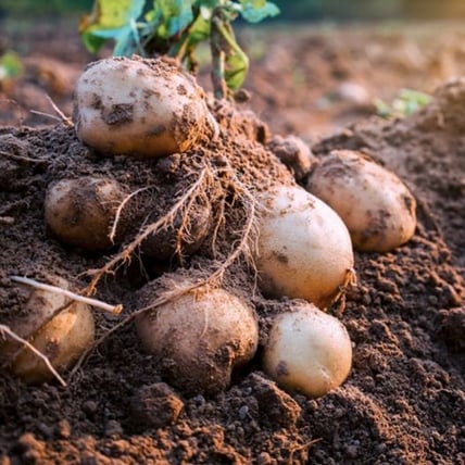 Freshly-dug white skinned organic potatoes on the dirt mound