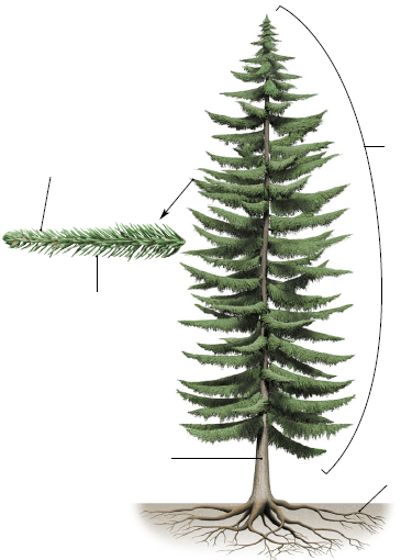 Conifère - structure