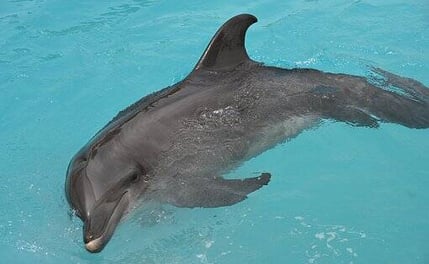 Playa del Carmen, Mexico - Dolphin photo from Florida, no phones/camera allowed at Dolphin Discovery