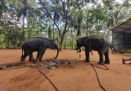 two elephants are standing in Sakrebyle Elephant Camp