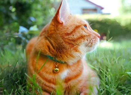 Orange cat wearing a green collar