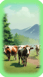 Cows