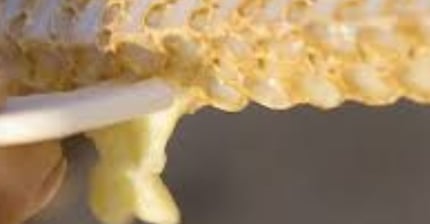 Royal Jelly, Pollen, and Propolis: Benefits and Uses