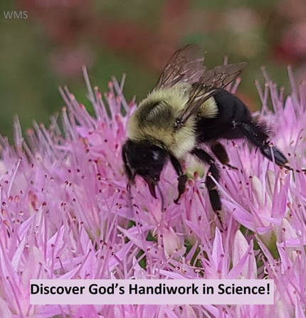 Discover God's Handiwork in Science!