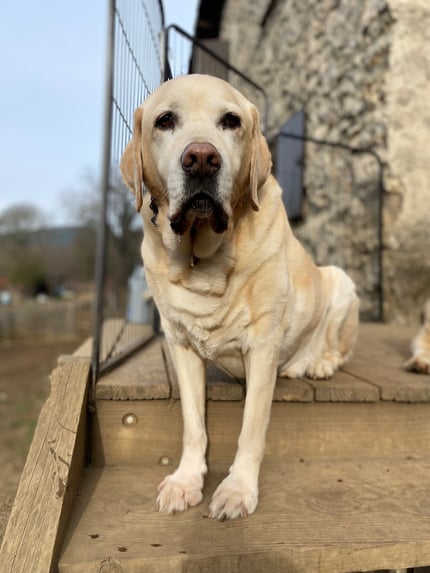 labrador en pension chez nanette près d'ales
